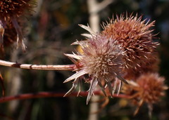 Eryngium integrifolium