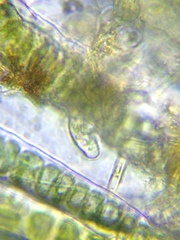 Entosiphon