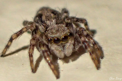 Pseudeuophrys lanigera