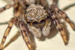 Pseudeuophrys lanigera