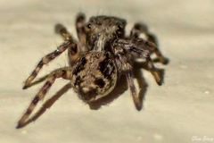 Pseudeuophrys lanigera