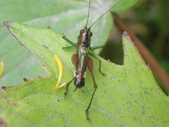 Conocephalus versicolor