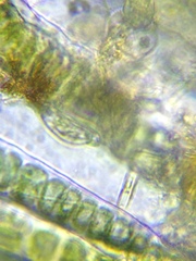 Entosiphon