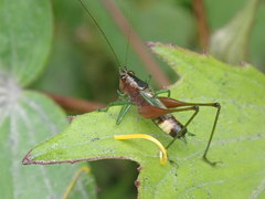 Conocephalus versicolor