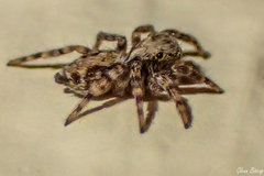 Pseudeuophrys lanigera