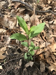 Stellaria pubera