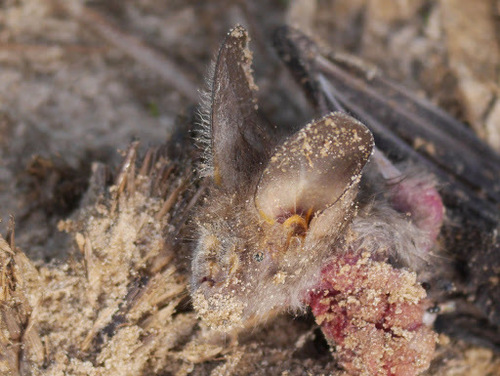 Nycteris hispida