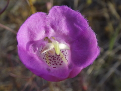 Agalinis peduncularis