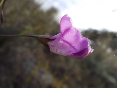 Agalinis peduncularis