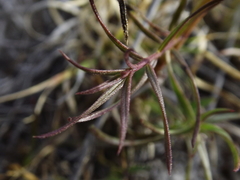 Agalinis peduncularis