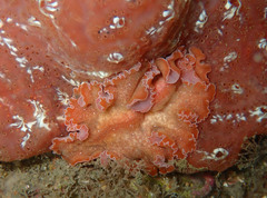 Yungia aurantiaca