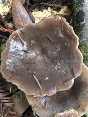 Lactarius kauffmanii