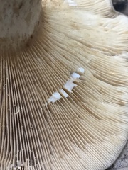 Lactarius kauffmanii