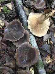 Lactarius kauffmanii