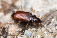Nebria obliqua
