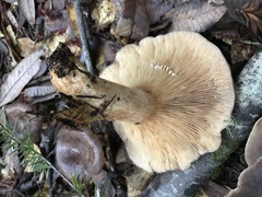 Lactarius kauffmanii