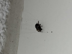 Steatoda bipunctata