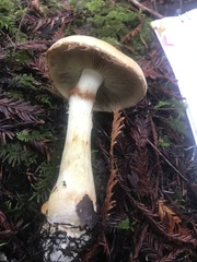 Cortinarius citrinifolius