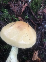 Cortinarius citrinifolius