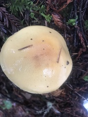 Cortinarius citrinifolius