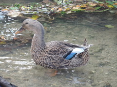 Anas platyrhynchos domesticus