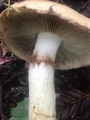 Cortinarius citrinifolius