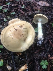 Cortinarius citrinifolius