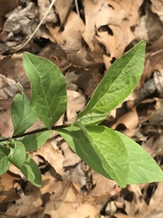 Stellaria pubera