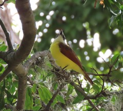 Pitangus sulphuratus
