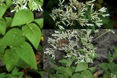 Eupatorium godfreyanum