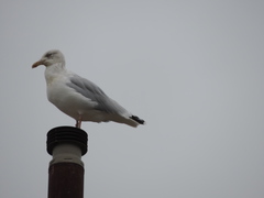 Larus argentatus