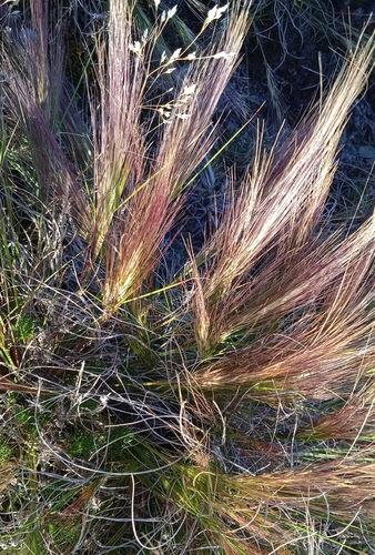 Aristida spegazzinii