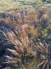 Aristida spegazzinii