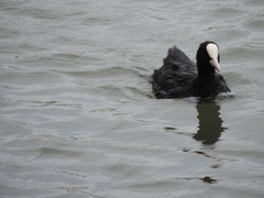 Fulica atra