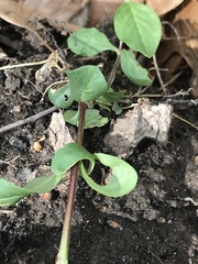 Stellaria pubera