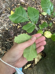 Dysoxylum spectabile