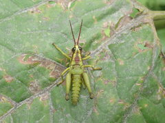 Ommatolampis quadrimaculata