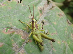 Ommatolampis quadrimaculata