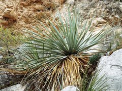 Dasylirion berlandieri