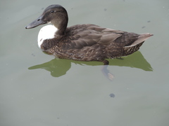 Anas platyrhynchos domesticus