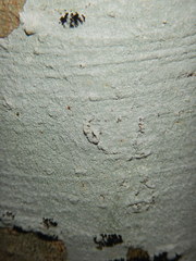 Phlyctis boliviensis