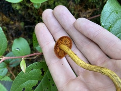 Cortinarius smithii