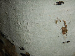 Phlyctis boliviensis