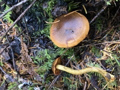 Cortinarius smithii