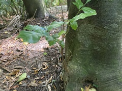 Dysoxylum spectabile