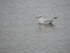 Chroicocephalus ridibundus