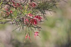 Grevillea pinaster