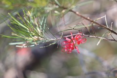 Grevillea pinaster