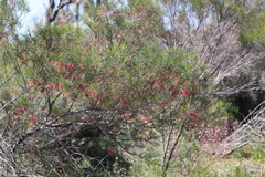 Grevillea pinaster
