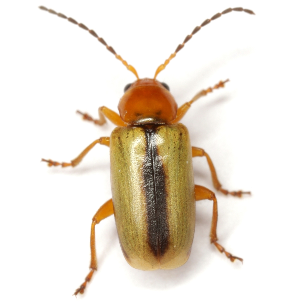 Triarius lividus